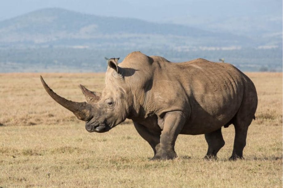 Картинки по запросу носорог
